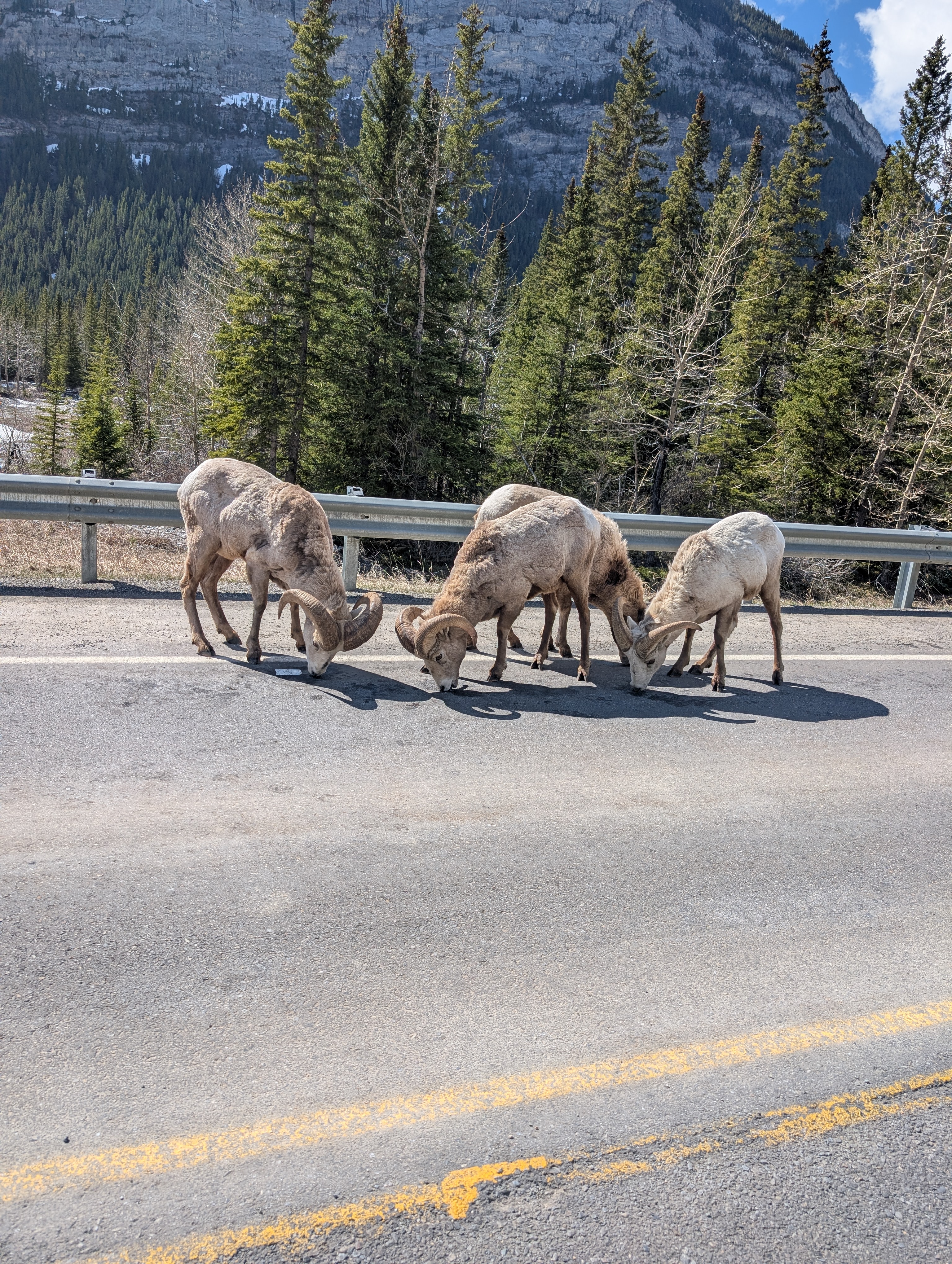 More sheep on Hwy 40 